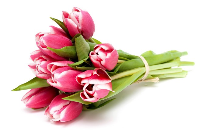 Bouquet of pink and white tulips
