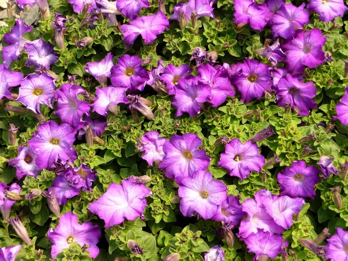 Purple Petunias in Bloom