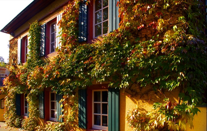 House covered in autumn vines in Germany