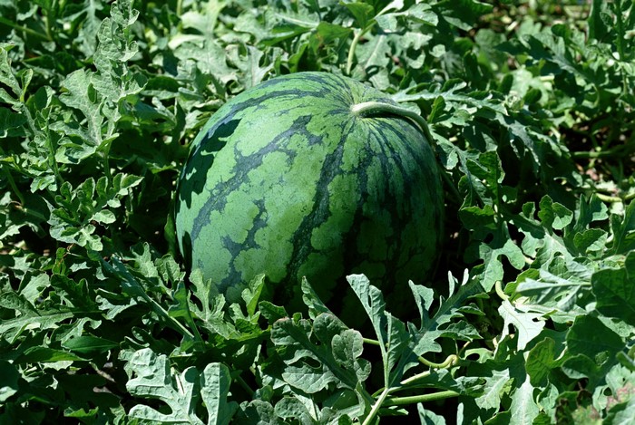 Watermelon growing on a vine