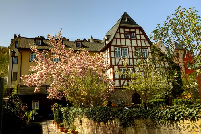 Half-timbered houses and blooming magnolia tree in Germany