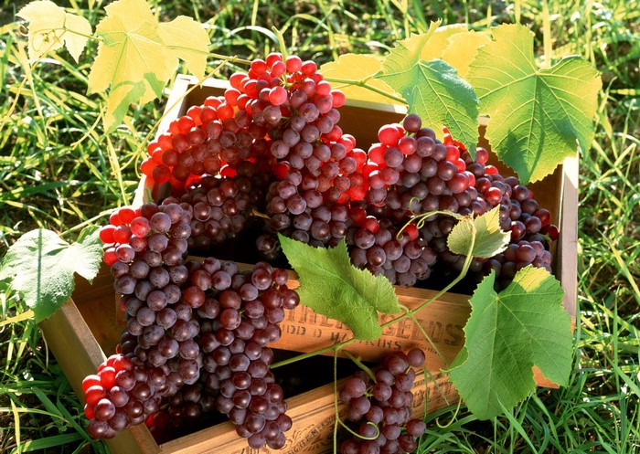 Red grapes in a wooden crate