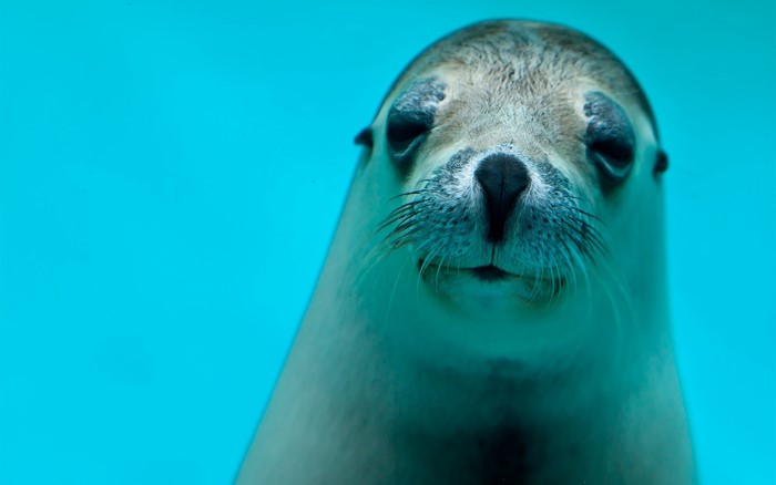Close-up of a seal's face underwater
