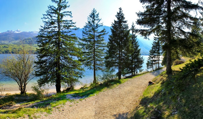 Lake Bohinj, Slovenia, with pine trees and mountains