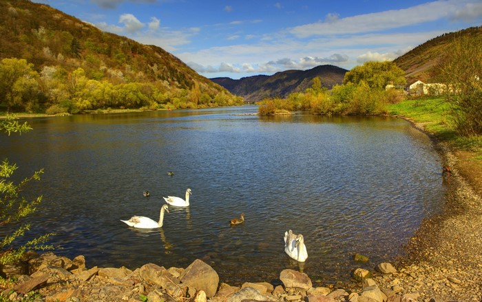 Swans and ducks on a river with hills