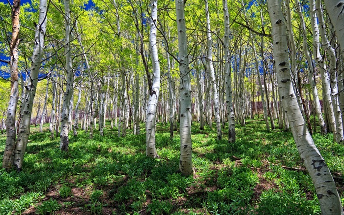 Aspen forest with green undergrowth and blue sky