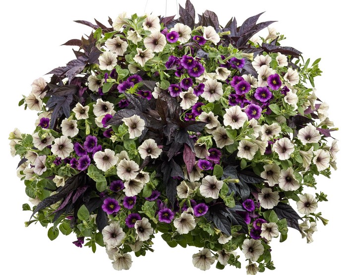 Hanging basket with purple and cream petunias