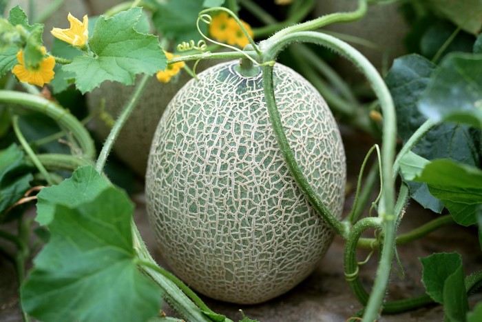 Cantaloupe growing on a vine with yellow flowers
