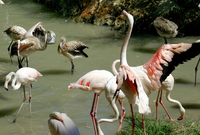 Flamingos in a shallow body of water