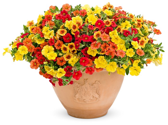 Calibrachoa flowers in a terracotta pot