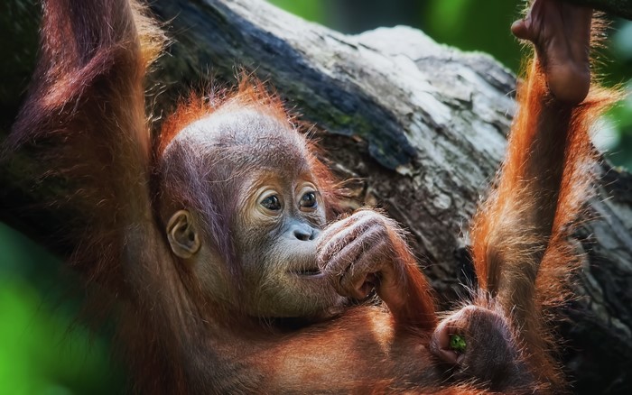 Baby orangutan hanging from a tree branch