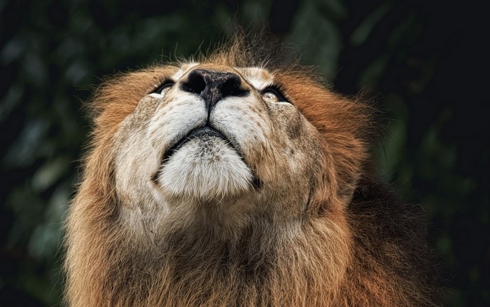 Close-up of a male lion looking up