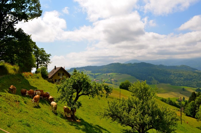 Cows grazing on a grassy hillside in Switzerland