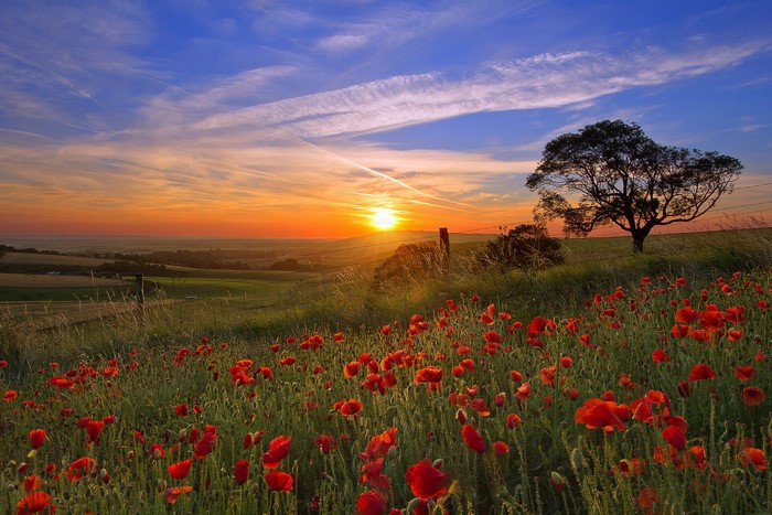 Poppy field at sunset with a lone tree