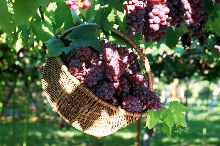 Basket of ripe red grapes hanging from a vine