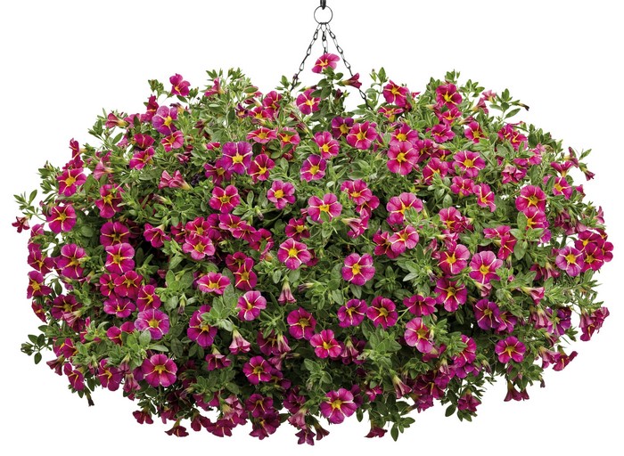 Hanging basket of pink and yellow Calibrachoa flowers