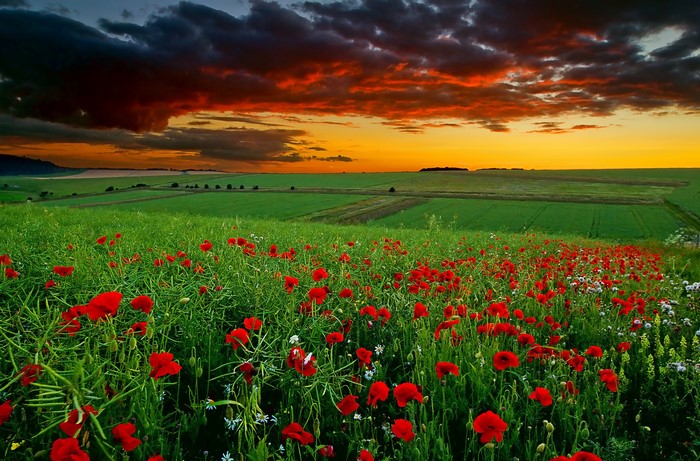 Field of poppies at sunset