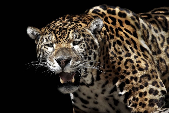 Jaguar with open mouth against black background