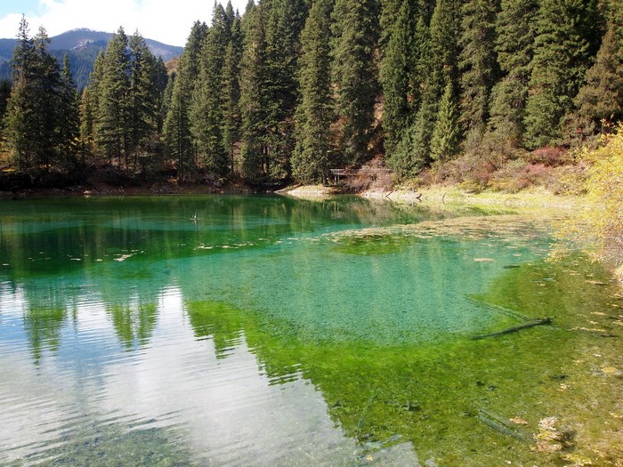 Turquoise lake surrounded by pine forest