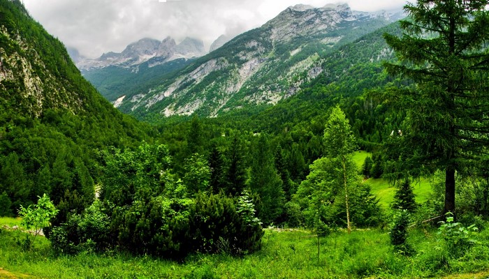 Green mountains and forest under cloudy sky