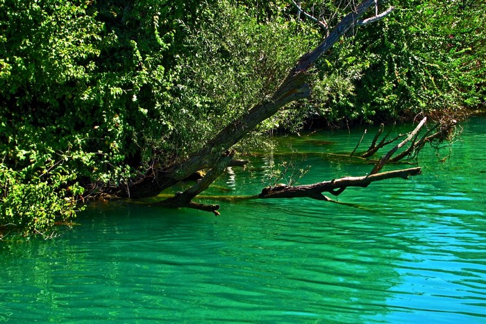 Tree branches in emerald green water