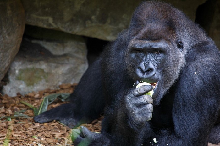 Gorilla eating a cucumber