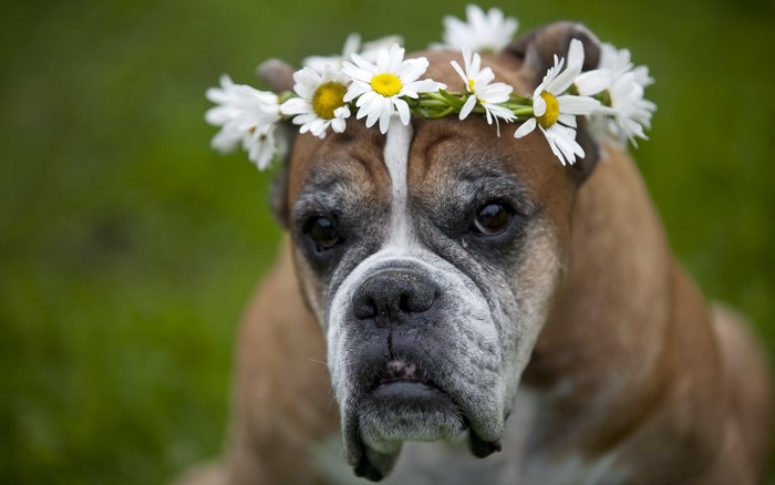 Boxer dog wearing a daisy flower crown