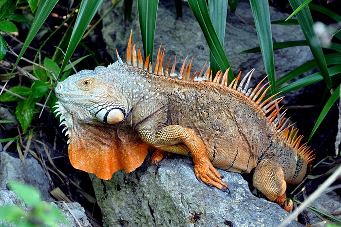 Green Iguana with orange crest and dewlap on rocks