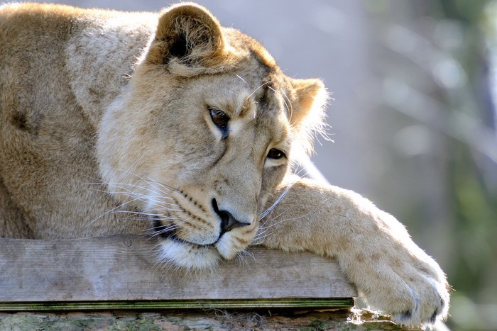 Lioness resting on wooden platform