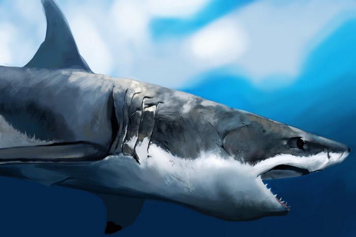 Great White Shark swimming in blue water