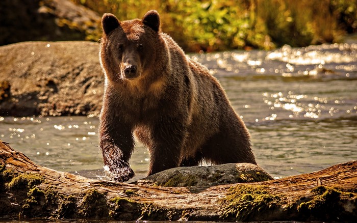 Brown bear walking in a river