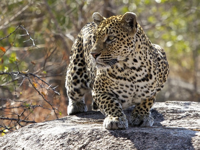Leopard walking on a rock