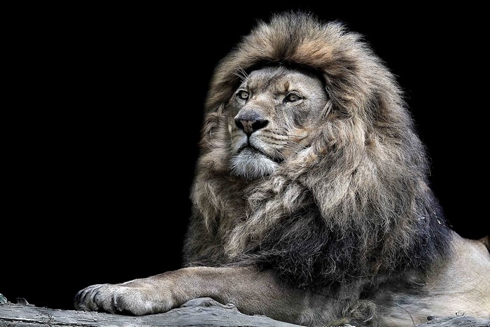 Lion with a dark background