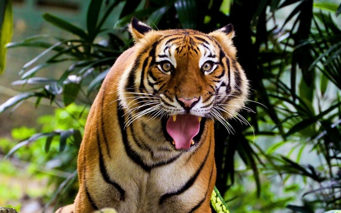 Tiger yawning in a forest