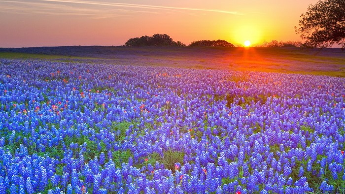 Field of Bluebonnets at Sunset