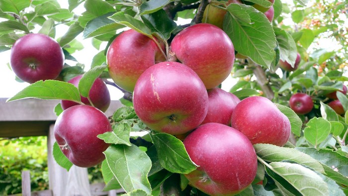 Red apples on a tree branch