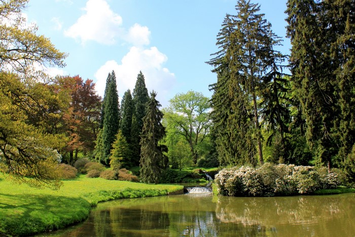 Park with a pond and trees