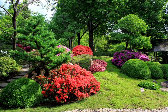 Japanese garden with blooming azaleas and manicured trees