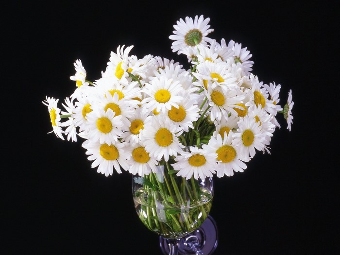 Bouquet of white daisies in a glass vase