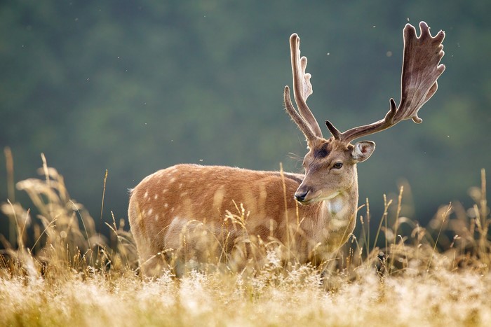 Fallow deer with large antlers in a field