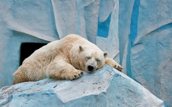 Polar bear sleeping on ice
