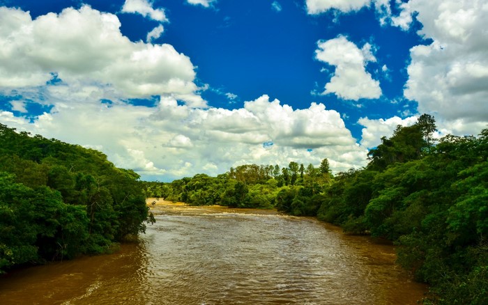 River flowing through a lush green forest under a blue sky with clouds