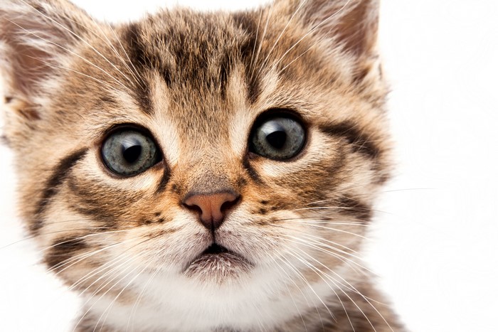 Close-up of a Tabby Kitten's Face