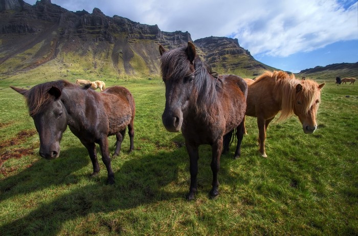 Icelandic horses in a green field with mountains