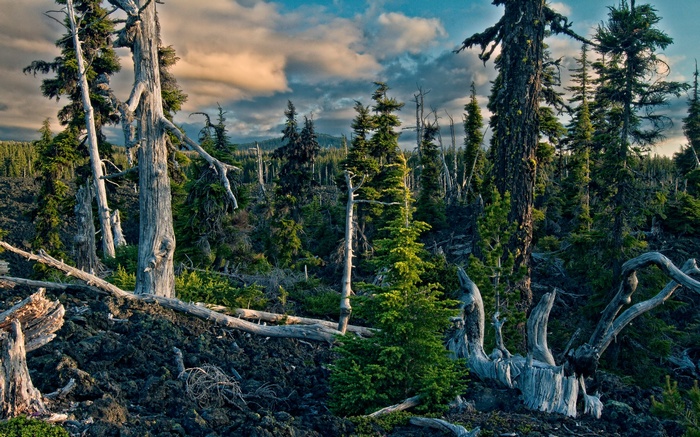 Dead trees and evergreen forest under cloudy sky