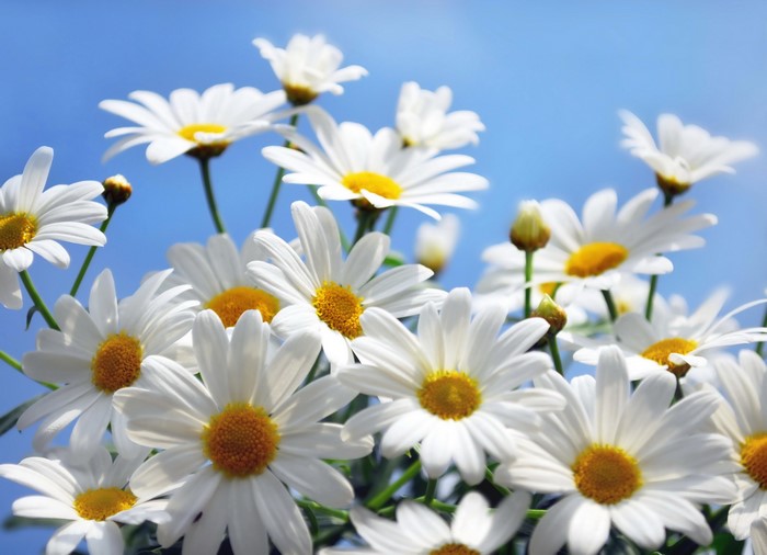 White daisies with yellow centers against a blue sky