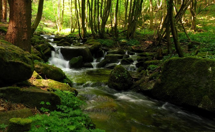 Stream flowing through a mossy forest in Austria