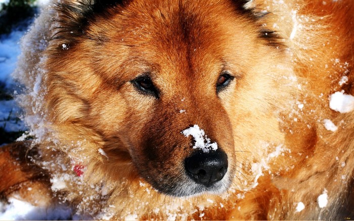Chow Chow dog with snow on its face
