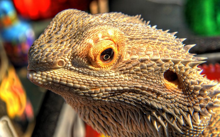 Close-up of a Bearded Dragon lizard's head
