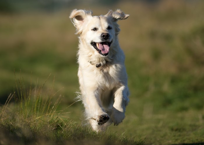 Golden Retriever running in a field